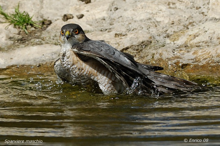 Animali 284.jpg
